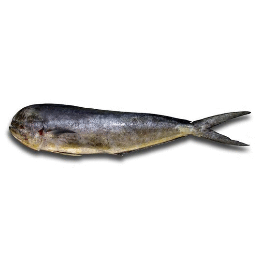 Angola, Portugal and the fish
