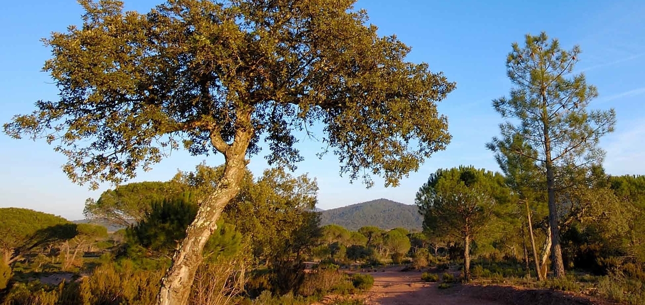 PLANO DIRETOR DO EMPREENDIMENTO TURÍSTICO DA HERDADE DA ALÁPEGA